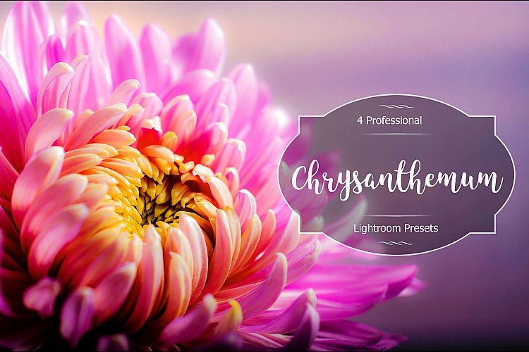 Chrysanthemum Lr Presets