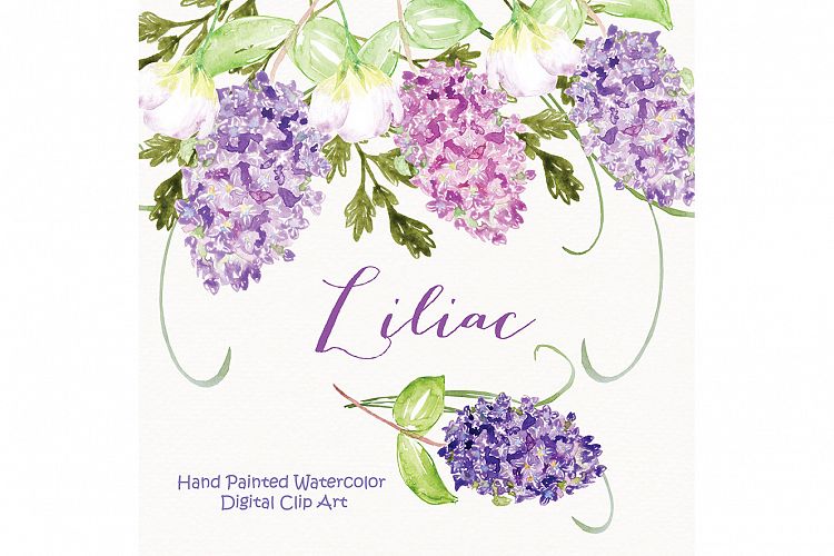 Watercolor Liliac flowers clipart