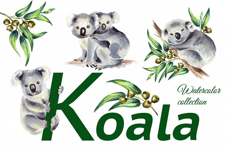 Koala. Watercolor collection