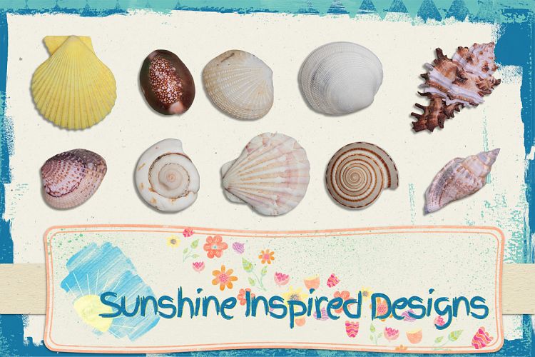 Sea Shells No.1 - Extractions