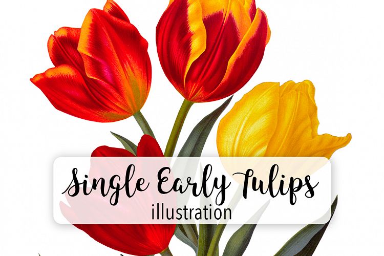 Florals - Vintage Single Early Tulips