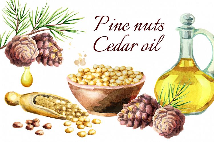 Pine nuts. Cedar oil. Watercolor