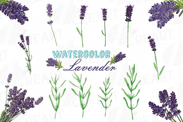 Lavender leaves and bouquets watercolor clip art pack, Lavender design elements. PNG, jpg, svg, vector illustrator& corel files included