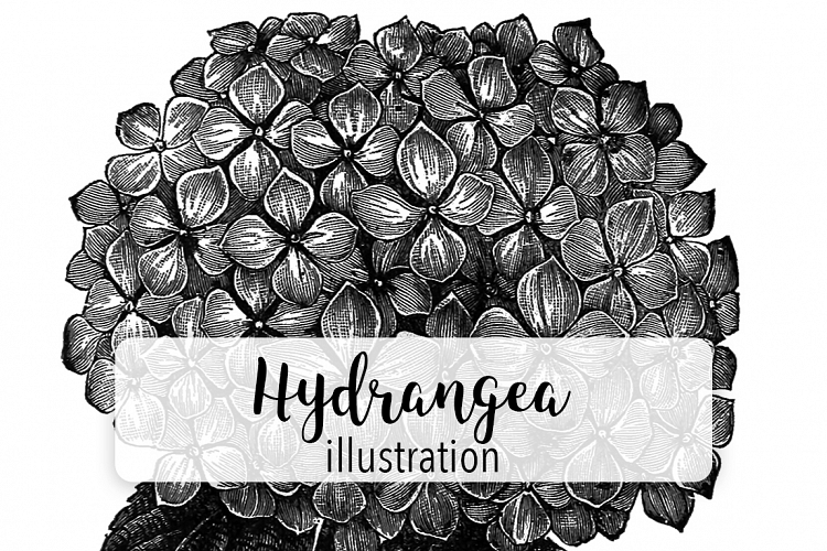 Florals - Vintage Black and White Hydrangea