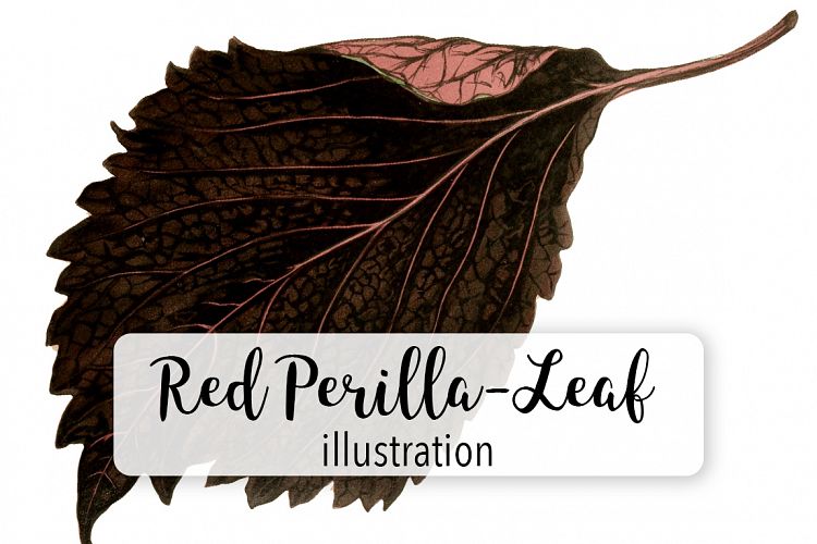 Leaves - Vintage Red Perilla Leaf Plant