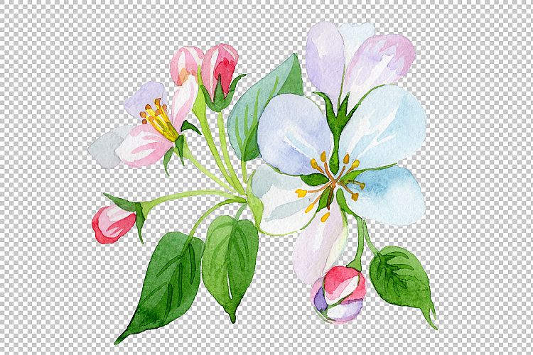 Apple blossom PNG watercolor set