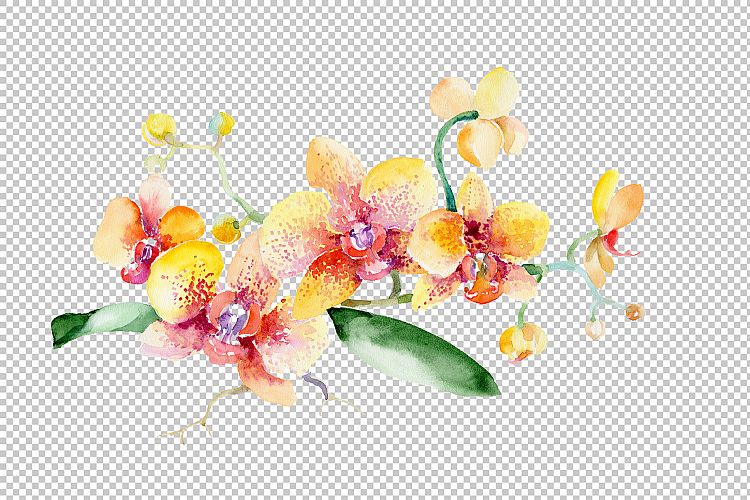 Bouquet yellow orchid flower PNG watercolor set