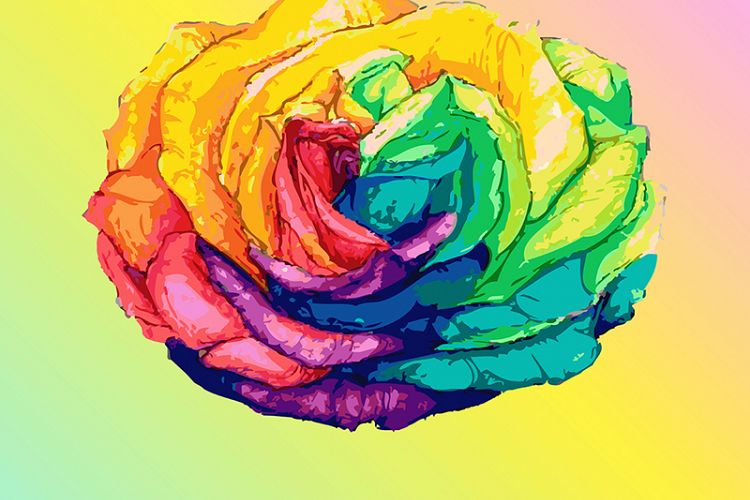Hand drawn rainbow rose