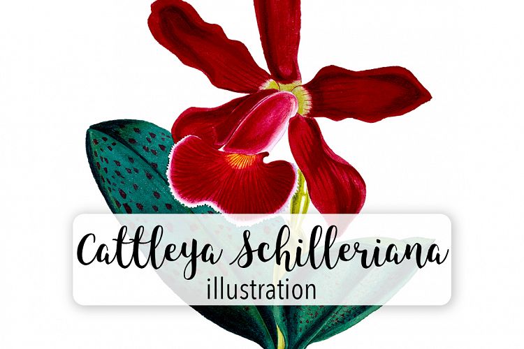 Florals - Vintage Cattleya Schilleriana Orchid