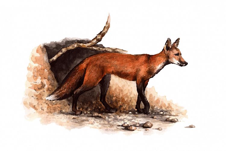 watercolor forest fox vector