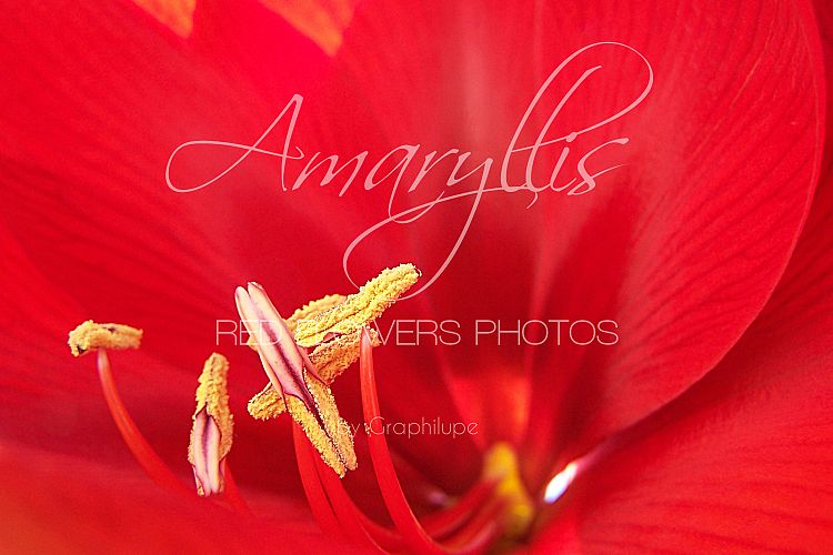 Amaryllis - the Red Flowers Photos