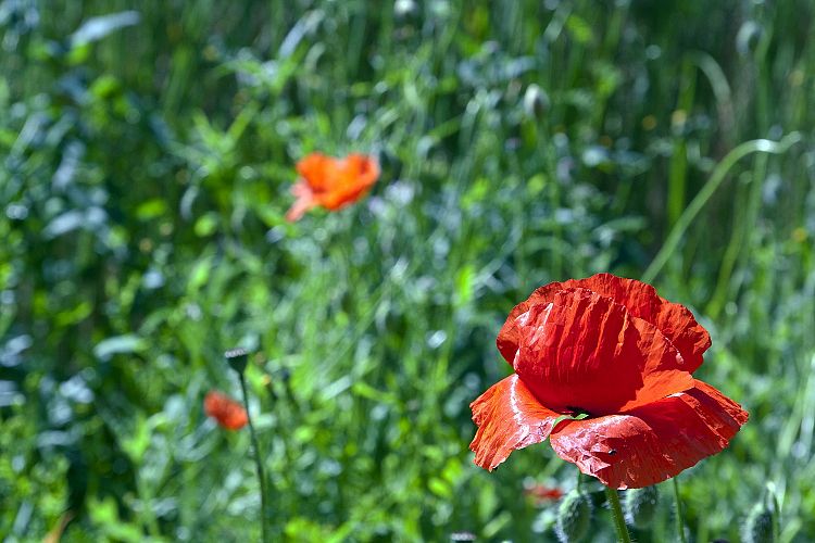 Poppy example image 1
