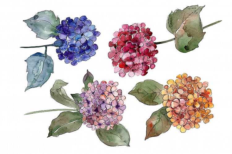 Big colorful gortenzia flowers PNG set