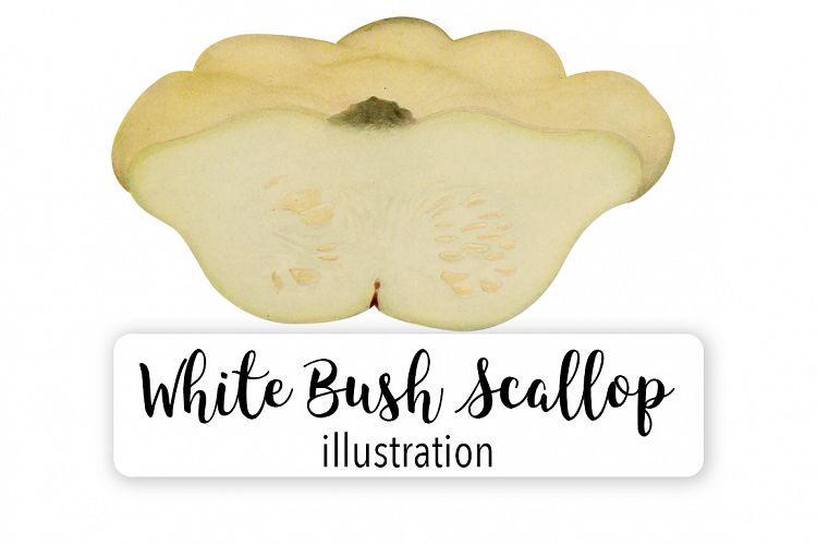 White Bush Scallop Pumpkin - Vintage Illustration