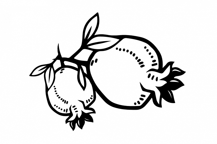 Hand drawing pomegranate line art vector