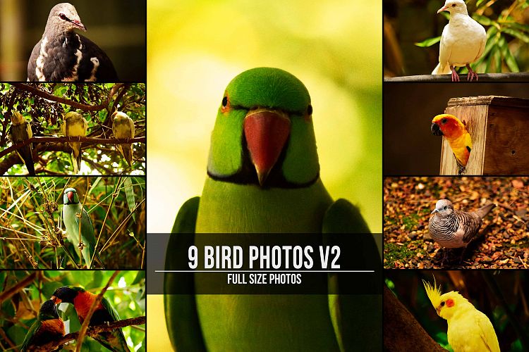 9 Beautiful Birds V2