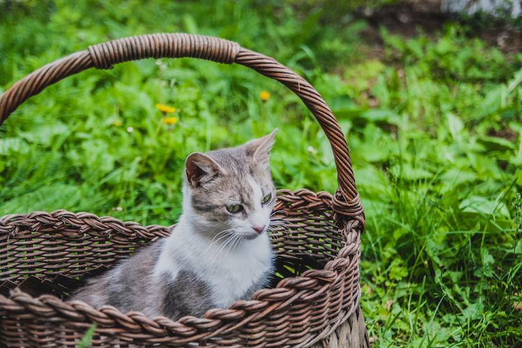 Sweet cat in wicker basket on green grass outdoors example image 1