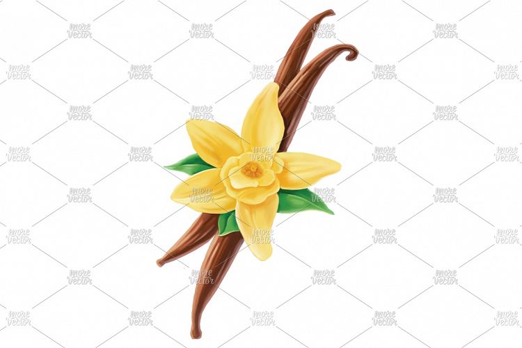 Vanilla stick, leaves and flower.