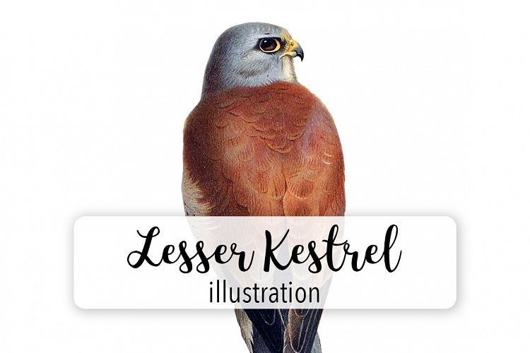 Birds - Vintage Kestrel