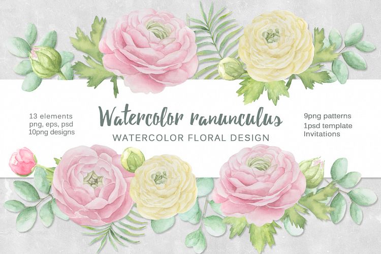 Watercolor ranunculus