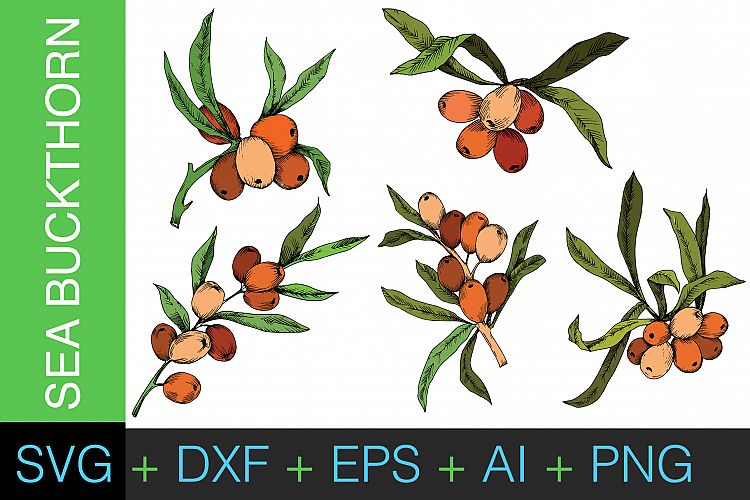 Sea Buckthorn or Seaberry SVG vector set