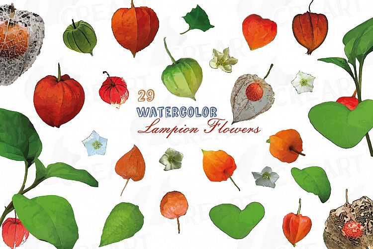 Watercolor Chinese Lantern clip art pack, Physalis alkekengi