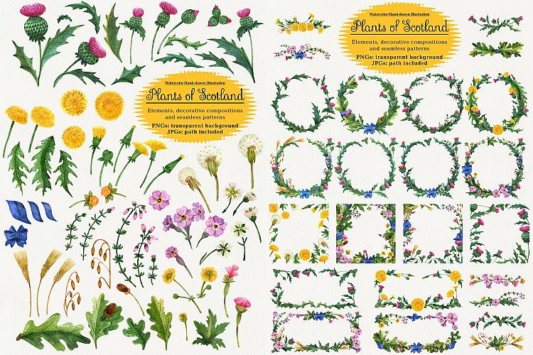 Plants of Scotland. Watercolor