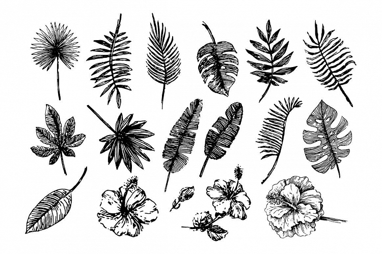 Tropical leaves illustration set on white background
