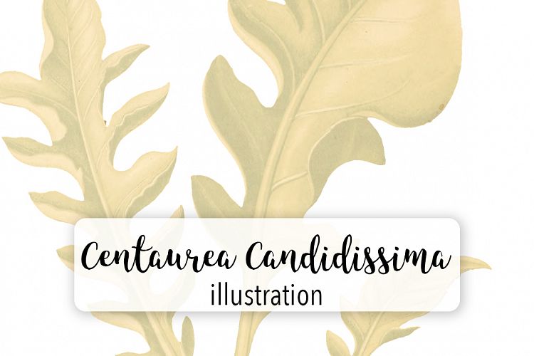 Leaves - Vintage Centaurea Candidissima