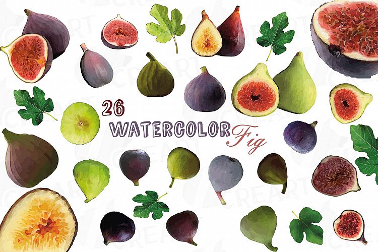 Watercolor Fig clip art pack,common fig leaves, fig fruit