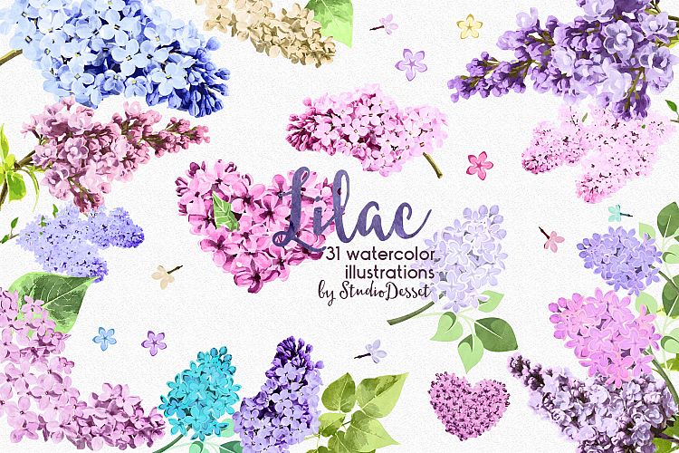 Lilac - Flowers Watercolor Illustrations