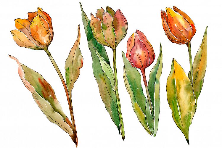 Colorful autumn tulips PNG watercolor set  