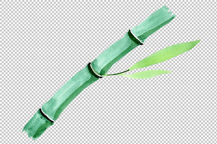 Bamboo tropic plant PNG watercolor set