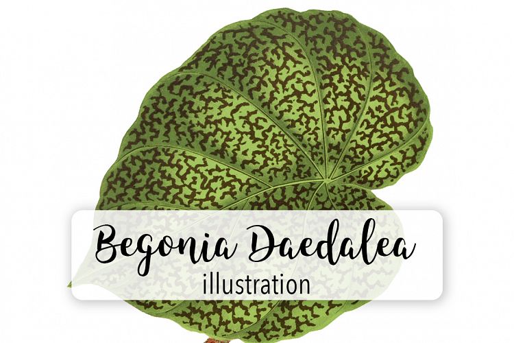 Leaves - Vintage Begonia Daedalea