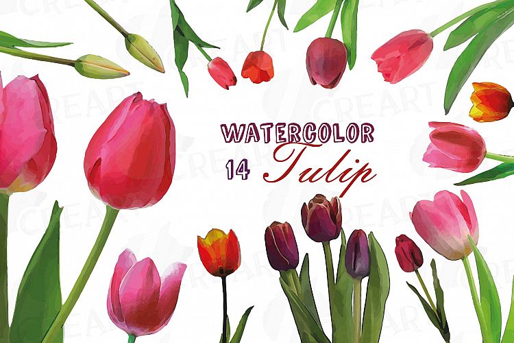 Tulip watercolor clip art pack, watercolor tulip design