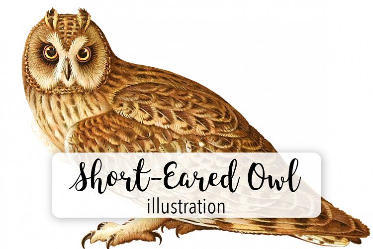Birds - Vintage Short-Eared Owl