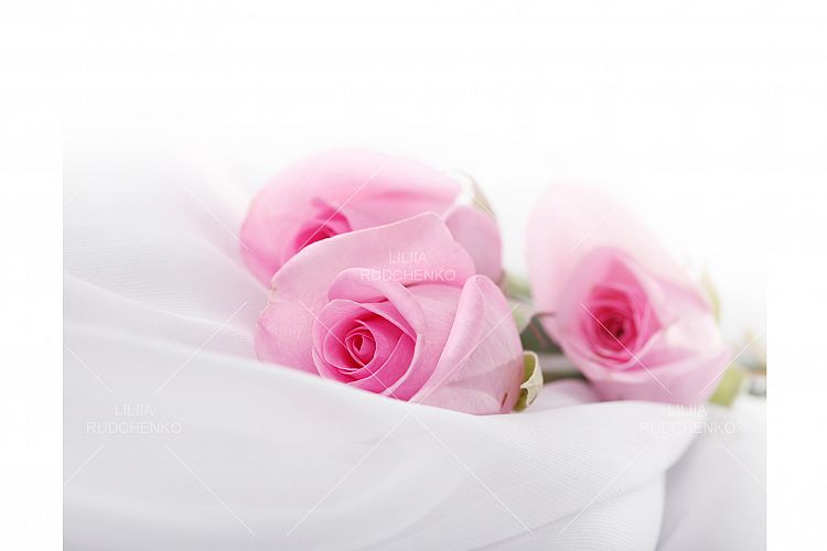 rose flower on white silk