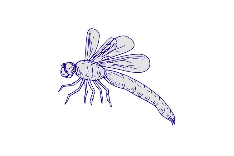 Dragonfly Flying Drawing Side