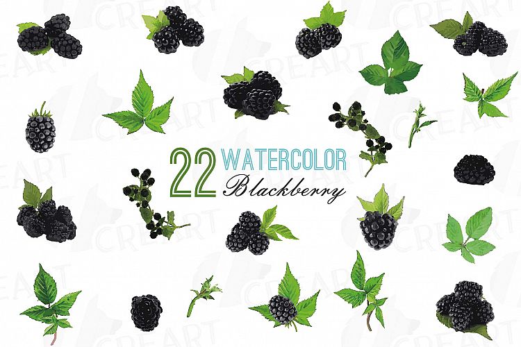 Watercolor Blackberry, branch and leaves clip art pack