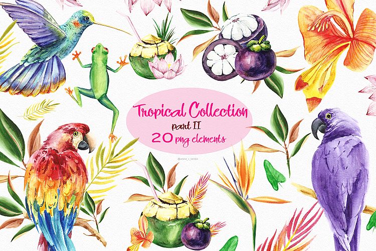 Tropical summer bird watercolor clipart illustration