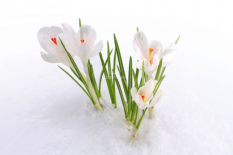 Snowdrop crocus flower in snow