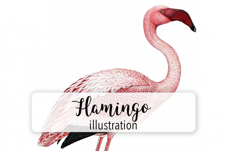 Birds - Vintage Pink Flamingo