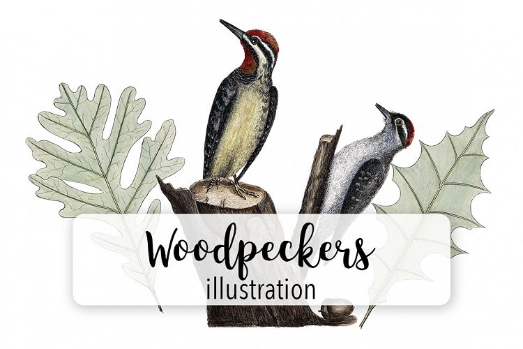 Birds - Vintage Woodpeckers