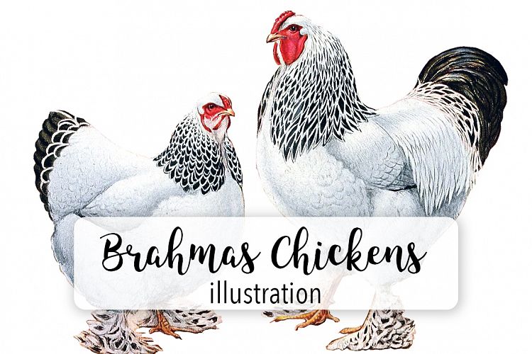 Birds - Vintage Light Brahmas Chickens