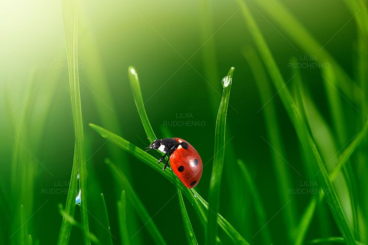 ladybug in green grass