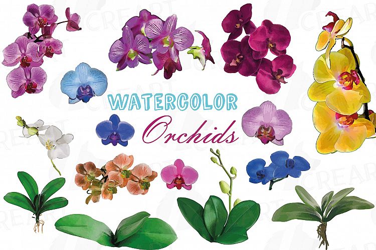 Colourful orchids watercolor clip art pack, leaves, flowers