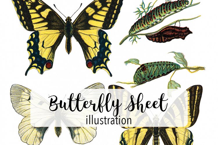 Butterfly - Insects - Vintage Bugs - Butterflies
