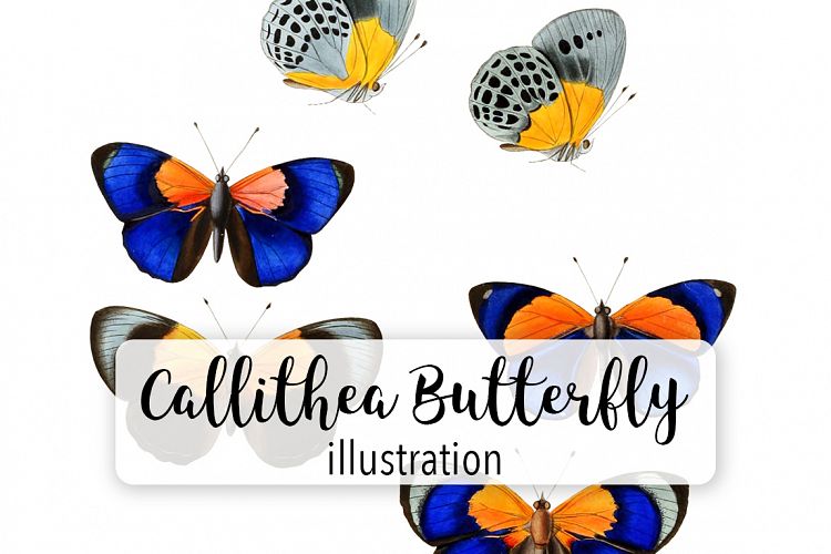 Butterfly - Insects - Vintage Bugs - Butterflies