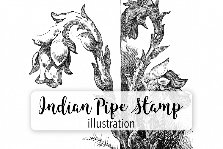 Indian Pipe Flowers- Vintage Florals