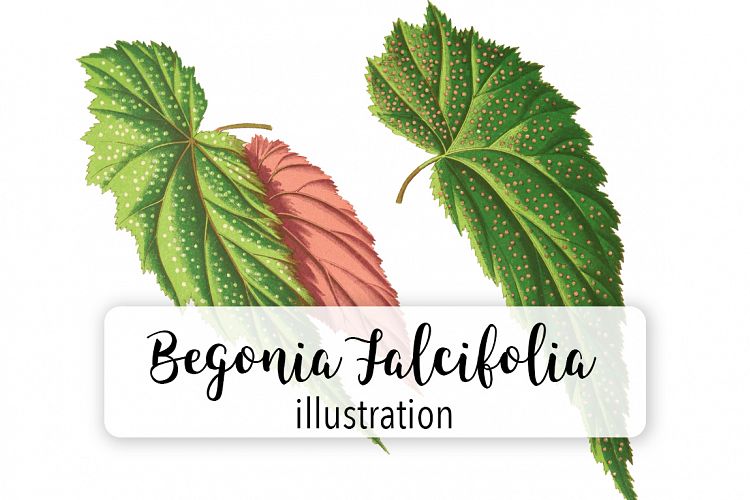 Leaves - Vintage Begonia Falcifolia